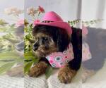Small #3 Schnoodle (Miniature)