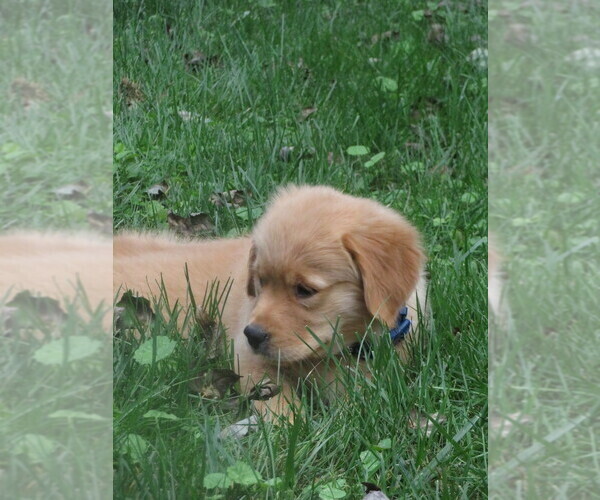 Medium Photo #17 Golden Retriever Puppy For Sale in MECHANICSVILLE, MD, USA