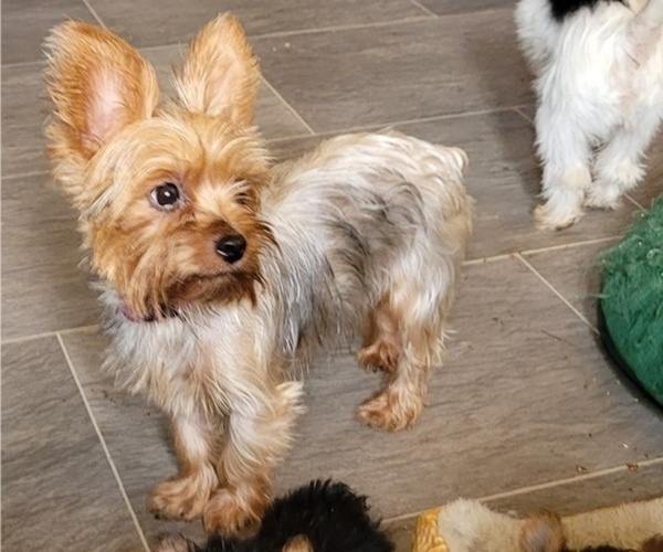 Medium Photo #1 Yorkshire Terrier Puppy For Sale in CONKLIN, NY, USA