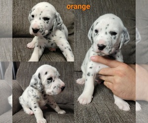 Dalmatian Puppy for sale in WARREN, OH, USA