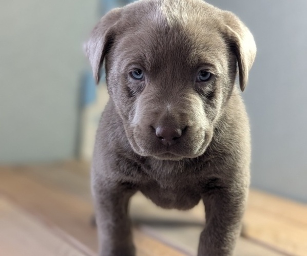 Medium Photo #10 Labrador Retriever Puppy For Sale in GOSHEN, IN, USA