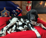 Small Photo #6 Poodle (Standard) Puppy For Sale in PRIOR LAKE, MN, USA