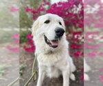 Small #14 Great Pyrenees