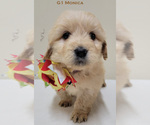 Small Photo #7 Goldendoodle Puppy For Sale in MILFORD, MI, USA
