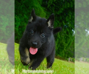 German Shepherd Dog-Sharberian Husky Mix Puppy for sale in MULBERRY, FL, USA