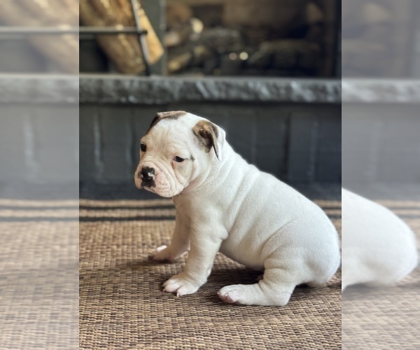 Medium Photo #3 American Bulldog Puppy For Sale in COLUMBIA, KY, USA