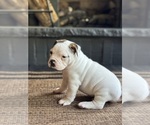 Small #2 American Bulldog