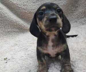 Dachshund Puppy for sale in KANSAS CITY, MO, USA