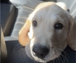 Small Photo #1 Golden Labrador Puppy For Sale in MIAMI, FL, USA