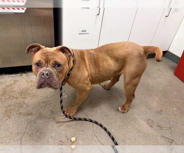 Medium Photo #1 Bulldog-Unknown Mix Puppy For Sale in Berkeley , CA, USA