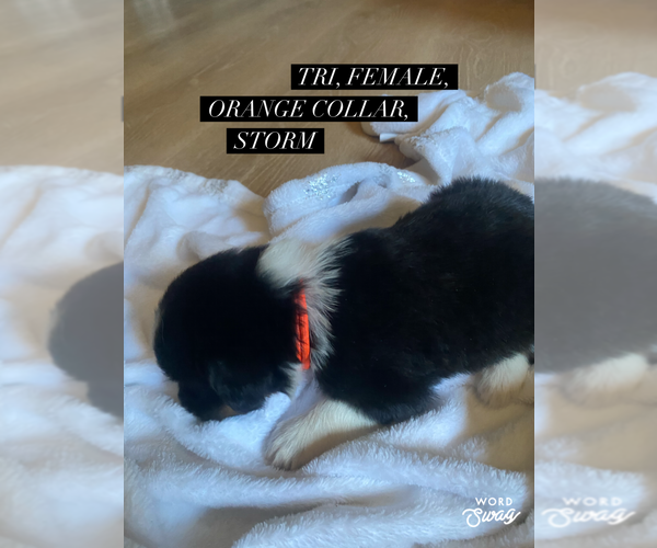 Medium Photo #2 Aussiedoodle Puppy For Sale in ONAWAY, MI, USA