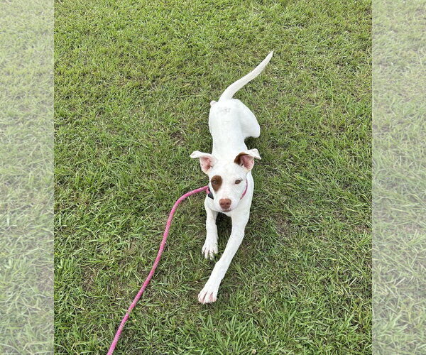 Medium Photo #4 Mutt Puppy For Sale in Monticello, MS, USA