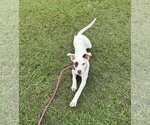 Small #3 Mutt