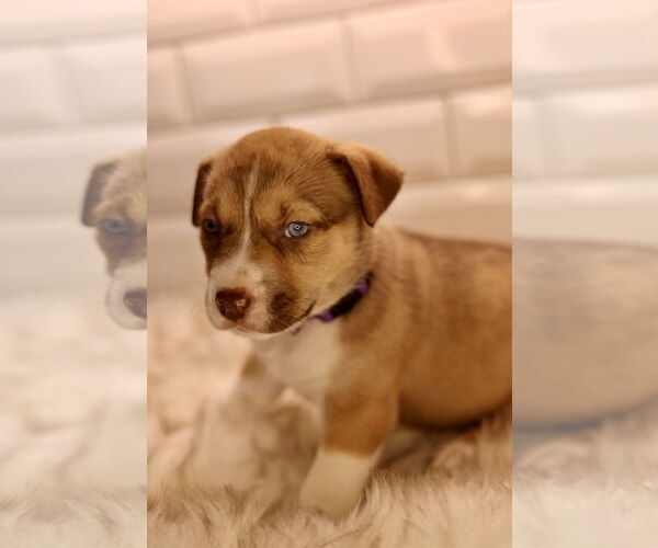 Medium Photo #2 Bulldog-Unknown Mix Puppy For Sale in Duluth, MN, USA