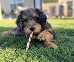 Small #1 Aussie-Poo-Bernedoodle Mix