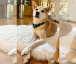 Small Photo #5 Shiba Inu-Unknown Mix Puppy For Sale in Andover, MN, USA