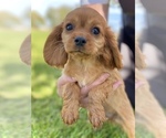 Small Photo #4 Cavalier King Charles Spaniel Puppy For Sale in COLORADO SPRINGS, CO, USA