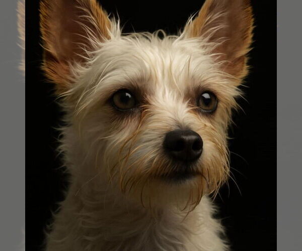 Medium Photo #1 Maltese-Unknown Mix Puppy For Sale in Plymouth, MN, USA