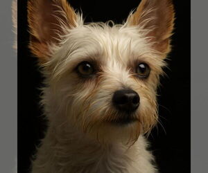 Maltese-Unknown Mix Dogs for adoption in Plymouth, MN, USA
