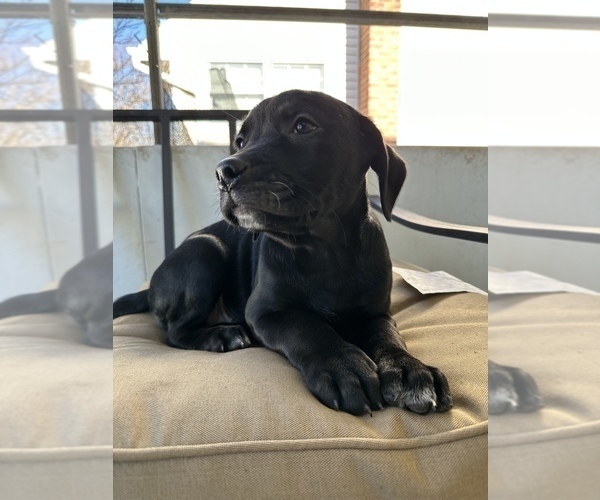 Medium Photo #3 Golden Retriever-Olde English Bulldogge Mix Puppy For Sale in NORTH BABYLON, NY, USA