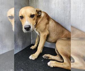 American Staffordshire Terrier-Unknown Mix Dogs for adoption in San Antonio, TX, USA