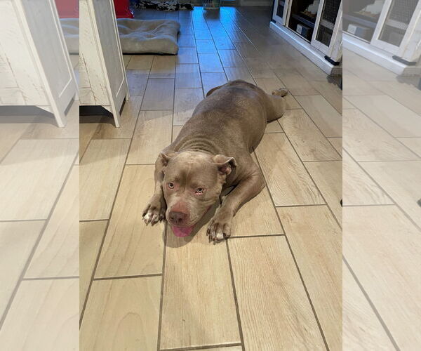 Medium Photo #3 American Pit Bull Terrier-American Staffordshire Terrier Mix Puppy For Sale in Queen Creek, AZ, USA