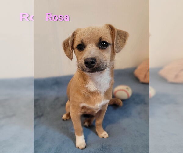 Medium Photo #1 Chiweenie Puppy For Sale in Des Moines, IA, USA
