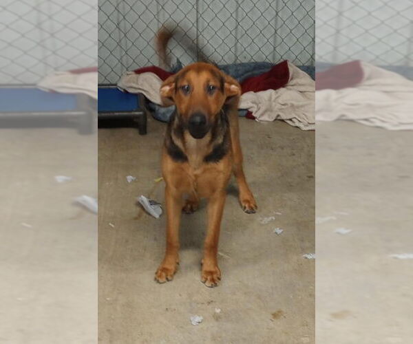 Medium Photo #5 Doberman Pinscher-German Shepherd Dog Mix Puppy For Sale in Frenchburg, KY, USA