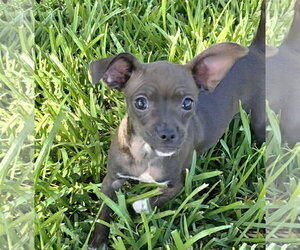 ShiChi Dogs for adoption in Rosenberg, TX, USA