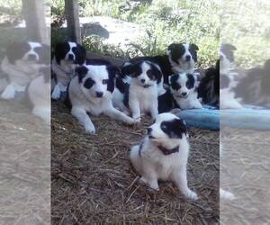 Mother of the Border Collie puppies born on 05/30/2025