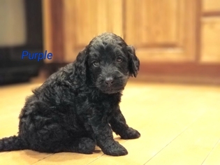 Medium Labradoodle