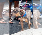 Small #8 American Staffordshire Terrier Mix