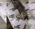 Small #3 Dachshund