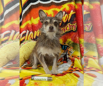 Small Mutt