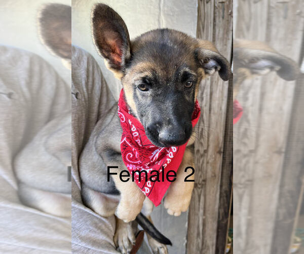 Medium Photo #3 German Shepherd Dog Puppy For Sale in LEXINGTON, TX, USA