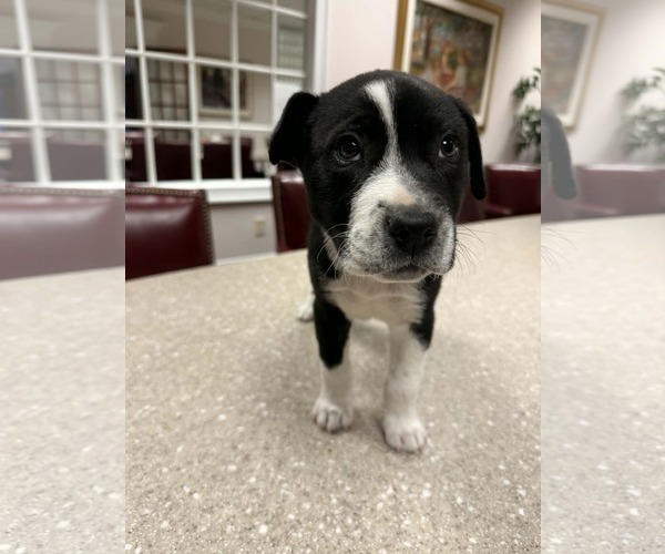 Medium Photo #2 Mutt Puppy For Sale in Holly Springs, NC, USA