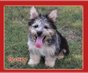 Mutt Dogs for adoption in Cranston, RI, USA