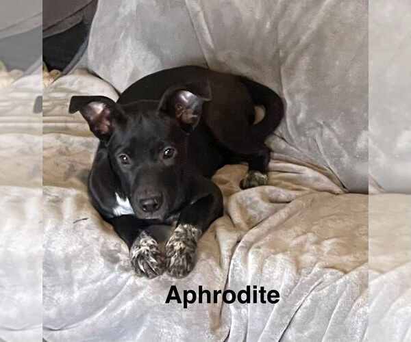 Medium Photo #2 Catahoula Leopard Dog-Unknown Mix Puppy For Sale in Topeka, KS, USA