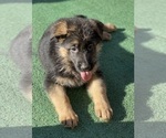 Small #3 German Shepherd Dog