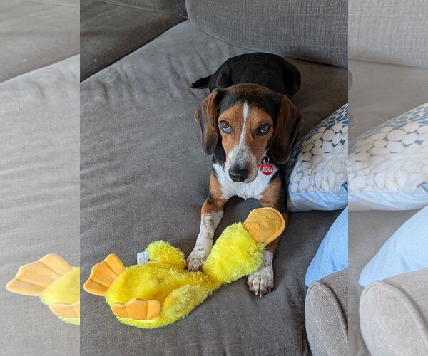 Medium Photo #16 Beagle Puppy For Sale in Dunnellon, FL, USA