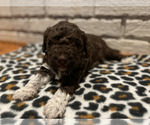Small Photo #8 Lagotto Romagnolo Puppy For Sale in MUSCLE SHOALS, AL, USA