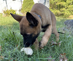 Small #5 Belgian Malinois