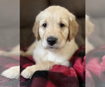 Puppy 0 Golden Retriever