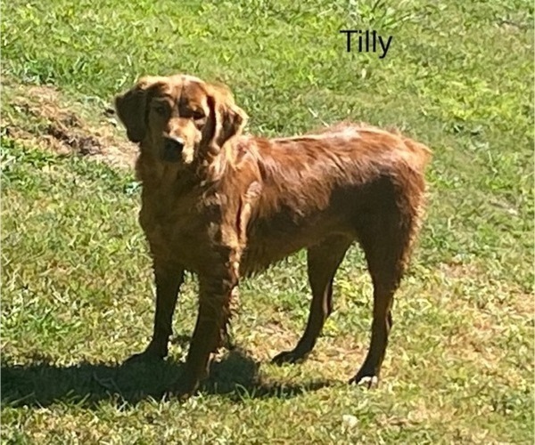 Medium Photo #1 Golden Retriever Puppy For Sale in LEON, KS, USA