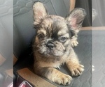 Small Photo #3 French Bulldog Puppy For Sale in ANDERSONVILLE, TN, USA