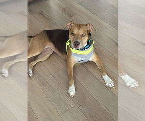 Bulldog-Unknown Mix Dogs for adoption in Tarrytown, GA, USA