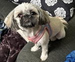Puppy Jillian Shih Tzu