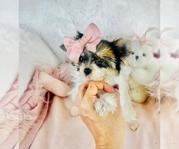 Medium Photo #3 Yorkshire Terrier Puppy For Sale in THONOTOSASSA, FL, USA
