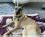 Small #3 German Shepherd Dog