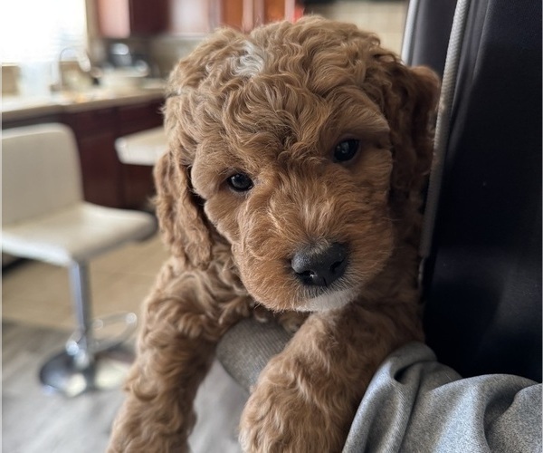 Medium Photo #1 Bernedoodle Puppy For Sale in ELK GROVE, CA, USA